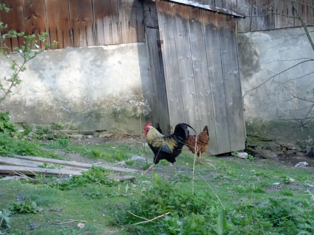 Photograph